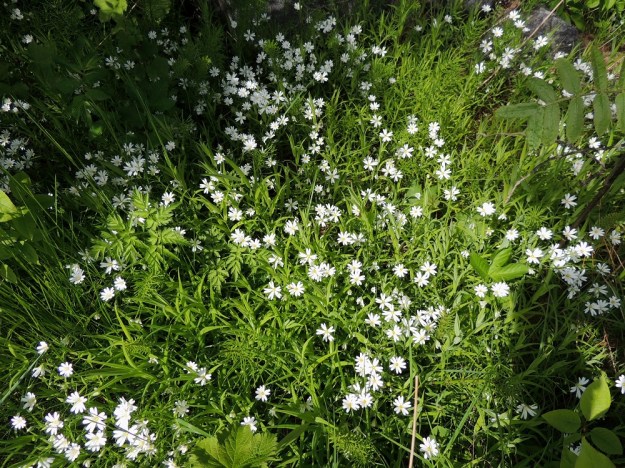 Rabelera holostea (Stellaria holostea) - kevättähtimö viihtyy valoisissa metsänlaiteissa. U, Hanko, Tvärminne, Tvärminneöhön vievän J. A. Palménintien laide metsikön reunassa, 30.5.2015. Copyright Hannu Kämäräinen.