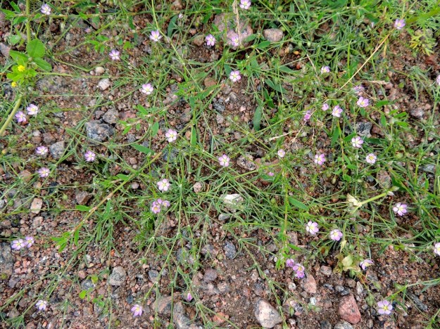 Spergularia rubra - punasolmukin kasvupaikat ovat lähes aina jollakin tavoin ihmisen luomia tai muokkaamia. Kuvan yksilöiden varret ovat kokonaan suikertavia ja risteilevät verkostona sorapohjalla yhdessä tannerpihatattaren, Polygonum arenastrum, kanssa. Kuvassa myös nurmimailanen, Medicago lupulina. EH, Kouvola, Kuusankoski, Voikkaa, vanha, suurimmaksi osaksi pois käytöstä oleva ratapiha-alue Kuusaantien, Myllytien ja tehdasalueen kolmiossa, 28.7.2015. Copyright Hannu Kämäräinen.