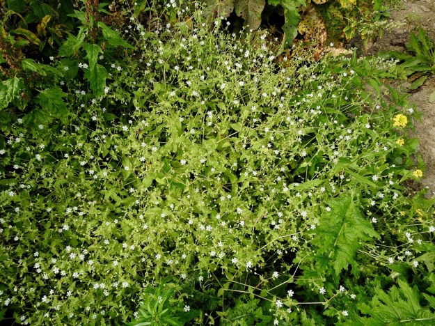 Stellaria aquatica (Myosoton aquaticum) - vata on toisinaan hyvin tiheä ja laaja-alainen. Sen muita kasveja apuna käyttäen kohenevat varret voivat venyä jopa metrisiksi (kuvassa noin 60-70 cm). Kuvassa vasemmalla myös punasavikka, Oxybasis rubra ja oikealla peltoretikka, Raphanus raphanistrum. EH, Hämeenlinna, Ojoinen, Paroinen, jätevedenpuhdistamon kompostiauma-alue, länsilaidan reunavalli, 8.9.2018. Copyright Hannu Kämäräinen.