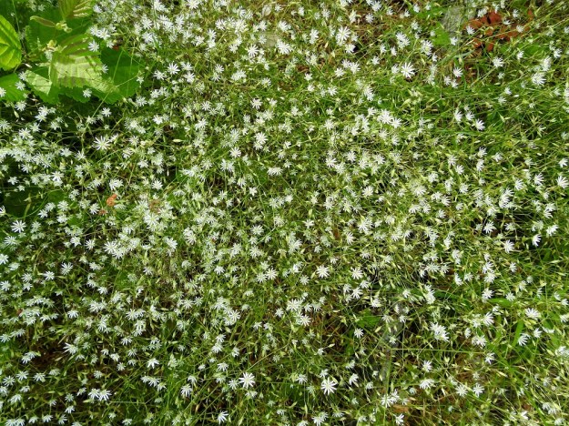 Stellaria graminea - heinätähtimö voi vähän kilpailluilla tai pohjaltaan rikkonaisilla kasvupaikoilla muodostaa myös tiheän yhtenäisiä ja lähes puhtaita kasvustoja. EH, Hämeenlinna, Vuorentaka, Lakeentien pohjoispäästä lähtevän pelto- ja metsätien laide hakkuuaukean kohdalla, 3.7.2019. Copyright Hannu Kämäräinen.