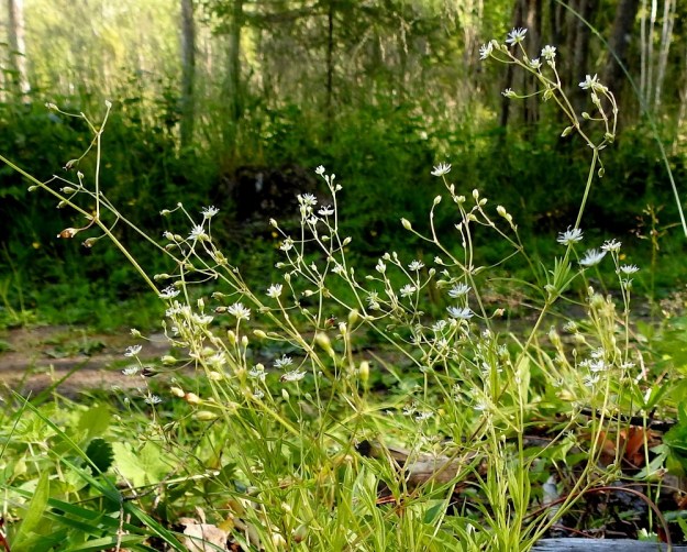 Stellaria longifolia - metsätähtimön kukinto-osa on harsu ja moninkertaisesti kaksihaarainen. Kukat ovat yksittäin haarojen kärjessä ja hangoissa. Kukkaperä on noin 1-1,5 cm pitkä. EH, Hämeenlinna, Vuorentaka, Lakeentien pohjoispäästä lähtevän pelto- ja metsätien laide hakkuuaukean kohdalla, 3.7.2019. Copyright Hannu Kämäräinen.