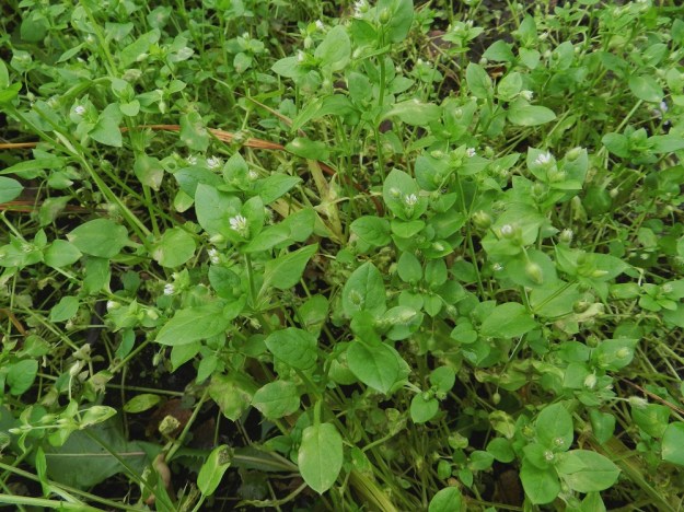 Stellaria media - pihatähtimö saattaa olla maailman yleisin kukkakasvi, niin laajalle se on levinnyt ja sopeutunut hyvin erilaisiin kasvuolosuhteisiin ja erityisesti ihmisen muovaamaan ympäristöön. Verson alemmat lehdet ovat ruodilliset ja ylemmät ruodittomat. EH, Hämeenlinna, Loimalahti, Hirsimäki, Näsiäntie, pihamaan kukkapenkki, 5.11.2011. Copyright Hannu Kämäräinen.