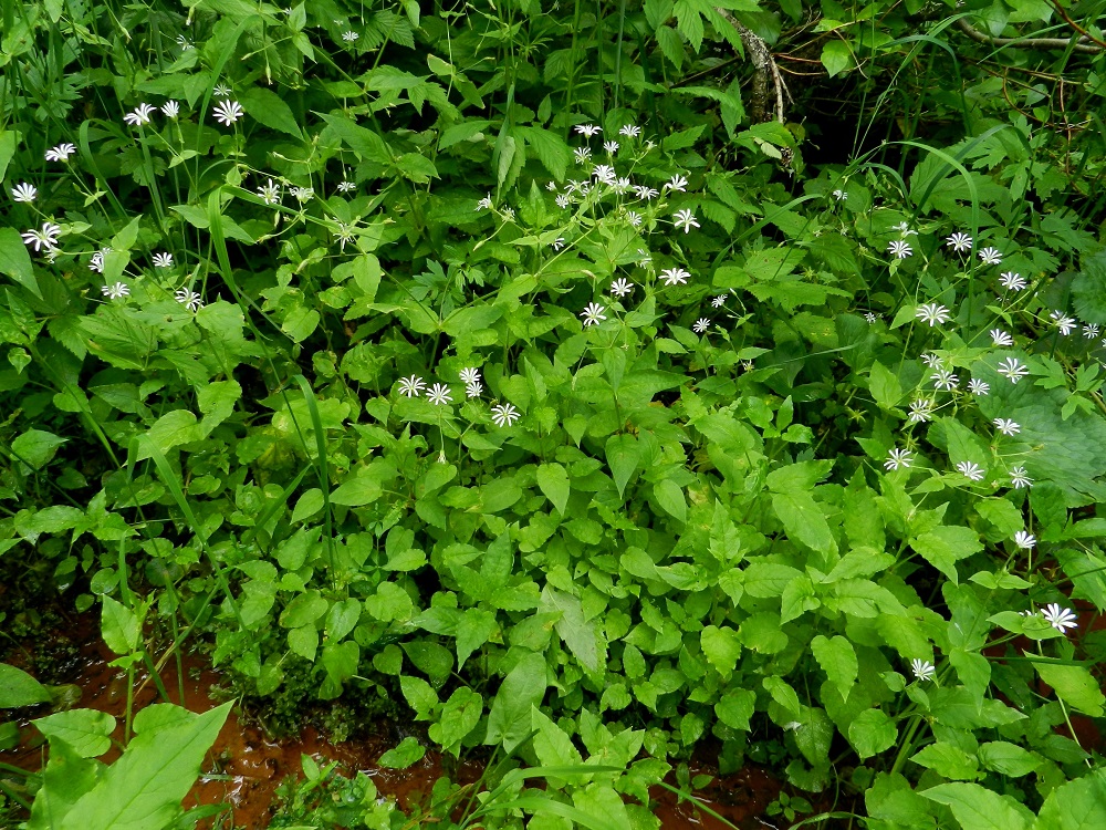Stellaria nemorum - lehtotähtimö levittäytyy pitkillä rönsyillään usein tiheiksi ja laajoiksi kasvustoiksi, joissa on kukallisten varsien ohella runsaasti myös lyhyempiä, kukattomia versoja. EH, Ruovesi, Siikakangas, Röykkeenneva, pieni lähteikkösuo, Pärjänlähteiltä tulevan puron laiteet, 1.7.2011. Ellei toisin mainita, kuvat ovat tältä samalta kasvupaikalta. Copyright Hannu Kämäräinen.