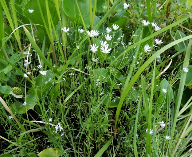 Stellaria palustris - luhtatähtimön versot ovat usein pystyt. Niiden väri vaihtelee sinertävän-, vaalean- ja kellanvihreästä puhtaanvihreään. EH, Hämeenlinna, Keinusaari, Varikonniemi, Vanajaveden vetinen luhtaranta pitkospuupolun varressa, 21.6.2013. Copyright Hannu Kämäräinen.