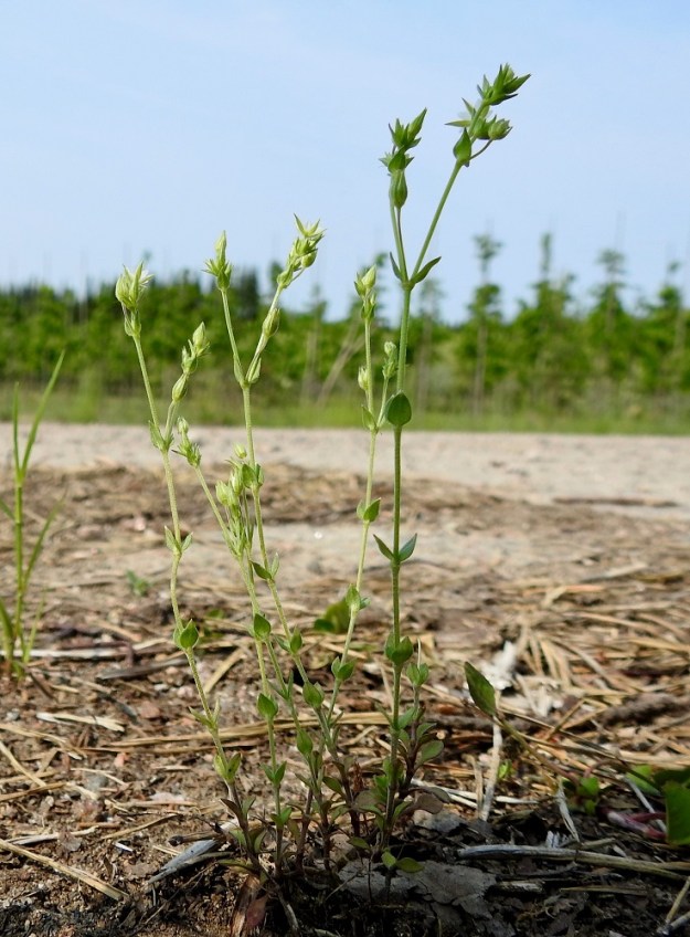 Arenaria serpyllifolia - mäkiarho on tyveltä pystysti tai lyhyen kohenevasti haarova ja yleensä noin 5-20 cm korkea. EH, Janakkala, Harviala, taimistoalueen laita, 5.6.2019. Copyright Hannu Kämäräinen.