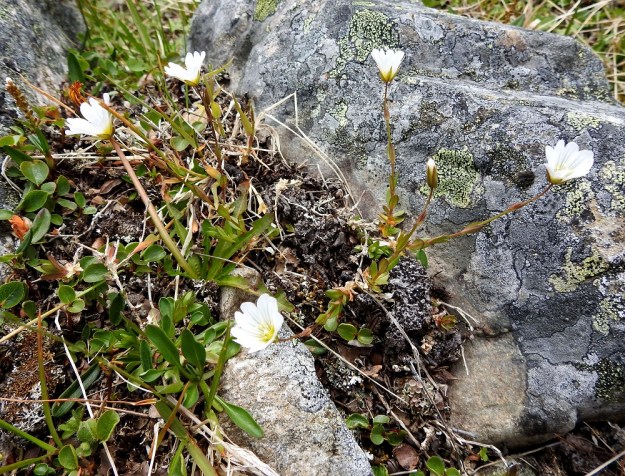 Cerastium alpinum subsp. glabratum - tunturihärkit subsp. kaljutunturihärkit ovat toisinaan vähävartisia ja -kukkaisia, hentoja sekä vain noin 10 cm korkeita. Seuralaisina mm. vaivaispaju, Salix herbacea ja nurmitatar, Bistorta vivipara. EnL, Enontekiö, Kilpisjärvi, Saanan koillispuoli, Saanajärven luoteispäästä nouseva korkea harjanne, kivikkoinen paljakkarinne, 720 m mpy, 6.7.2018. Copyright Hannu Kämäräinen.