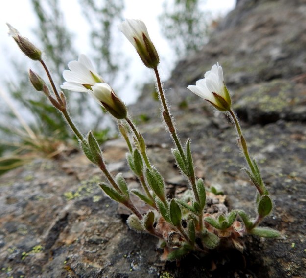 Cerastium alpinum subsp. lanatum - tunturihärkki subsp. villatunturihärkki on tavallisesti noin 5-20 cm korkea. Se on ehkä keskimäärin karvatunturihärkkiä, subsp. alpinum, pienempi johtuen karummista, kuivemmista ja paljaammista pahtarinteiden kasvupaikoista. Varsien, lehtien ja kukkaperien villakarvaisuus on kuvassa hyvin esillä. EnL, Enontekiö, Kilpisjärvi, Saanan lounainen rinne, retkeilykeskuksen kohdalla, ensimmäinen, matala pahtaseinämä tunturikoivikkorinteessä , n. 600 m mpy, 5.7.2018. Copyright Hannu Kämäräinen.