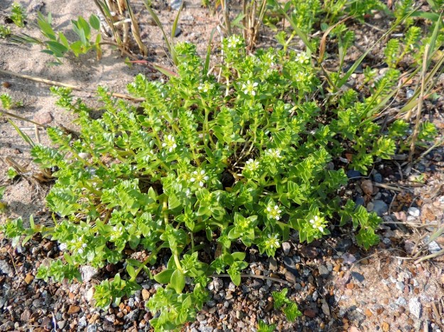 Honckenya peploides - suola-arho kasvaa rönsyilyn lisäksi myös monivartisesti mätästäen. Kuvassa hedekasvusto. OP, Oulu, Oulunsalo, Pajuniemi, Riuttu, Hailuodon lauttarannan läheinen merenrantahietikko, 17.7.2015. Copyright Hannu Kämäräinen.