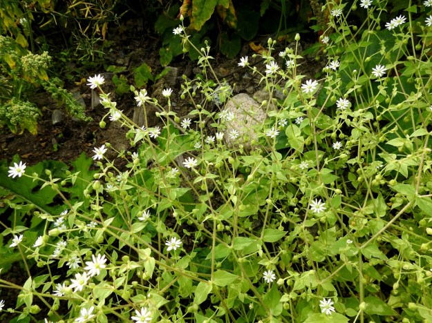 Stellaria aquatica (Myosoton aquaticum) - vadan varret haarovat useita kertoja kaksihaaraisesti. Kukat ovat kukkiessaan pystyt, mutta kääntyvät sen jälkeen siirottavaksi tai nuokkuviksi. EH, Hämeenlinna, Ojoinen, Paroinen, jätevedenpuhdistamon kompostiauma-alue, länsilaidan reunavalli, 8.9.2018. Copyright Hannu Kämäräinen.
