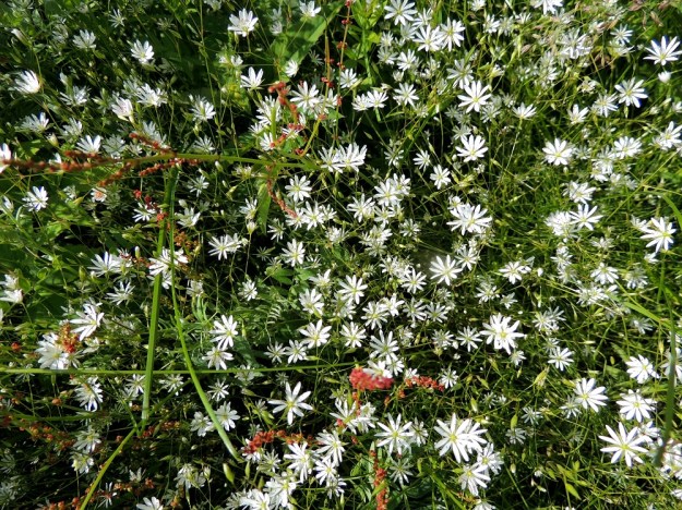 Stellaria graminea - heinätähtimö varmistaa paikkansa auringossa hyödyntämällä yhteenkietoutuvien, hentojen haarojensa ja muiden kasvien tukevampien varsien joukkovoimaa. PeP, Tervola, Mattinen, Kemijoen kaakkoisranta Laavun tilan lounaispuolella, joen korkean rantatörmän päällys, 16.7.2015. Copyright Hannu Kämäräinen.