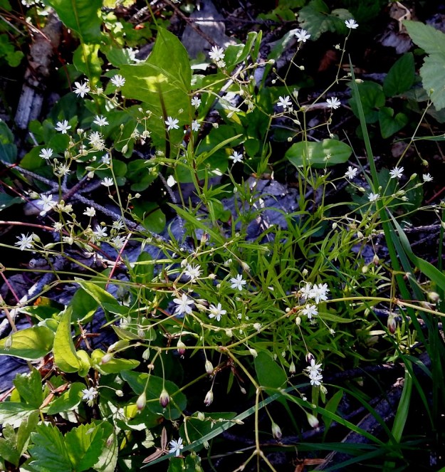 Stellaria longifolia - metsätähtimön hennot haarat ja pienet kukat katoavat helposti metsämaaston muuhun peitteisyyteen. Se on helppo ohittaa huomaamatta. Laji kuitenkin kukkii ja tuottaa siemeniä varjoisillakin paikoilla ja muiden kasvien katveessa. EH, Hämeenlinna, Vuorentaka, Lakeentien pohjoispäästä lähtevän pelto- ja metsätien laide hakkuuaukean kohdalla, 3.7.2019. Copyright Hannu Kämäräinen.