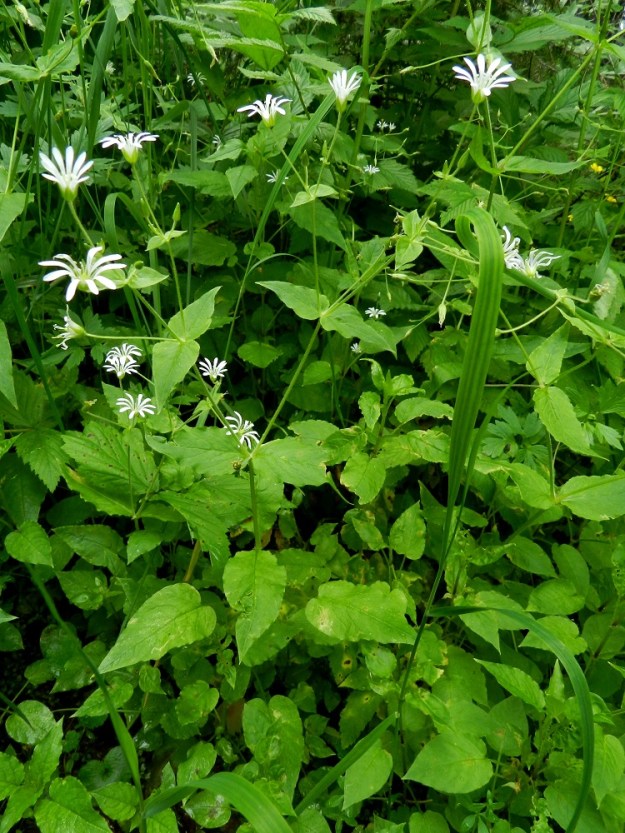 Stellaria nemorum - lehtotähtimön kukintoversot ovat noin 20-50 cm pitkiä ja ne jakautuvat yläosastaan kaksihaaraisesti useampaan kertaan. 1.7.2011. Copyright Hannu Kämäräinen.