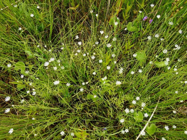 Stellaria palustris - luhtatähtimö on muun, tiheän rantakasvillisuuden seurassa usein koheneva- ja harvahkovartinen. OP, Oulu, Haukipudas, Martinniemi, Kilpukkaperä, Villenniemen pohjoispuolinen rantaniittyalue, 9.7.2019. Copyright Hannu Kämäräinen.