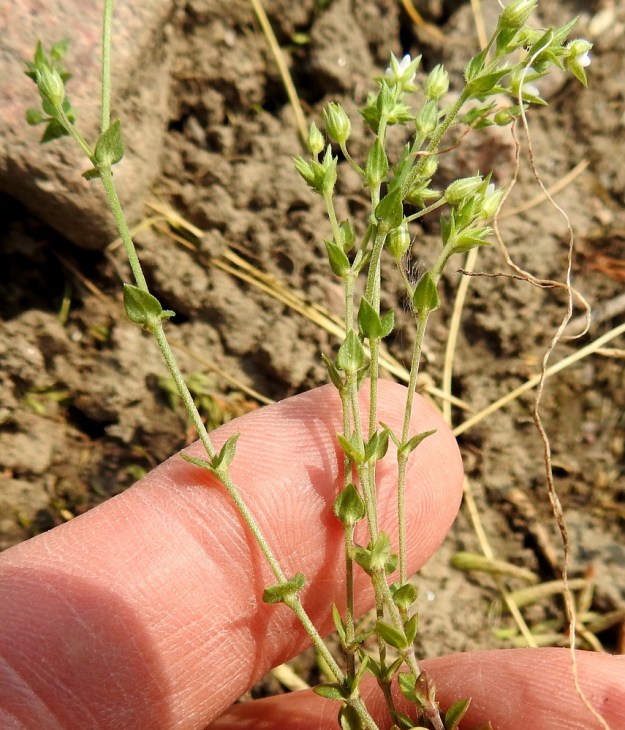 Arenaria serpyllifolia - mäkiarho on monella tapaa miniatyyrikokoinen, kuten kuvassa oleva sormi osoittaa. Varsien nivelvälit ovat tyvellä hyvin lyhyet ja ylempänä tavallisesti 1-3 cm pitkät. EH, Janakkala, Harviala, taimistoalueen laita, 5.6.2019. Copyright Hannu Kämäräinen.