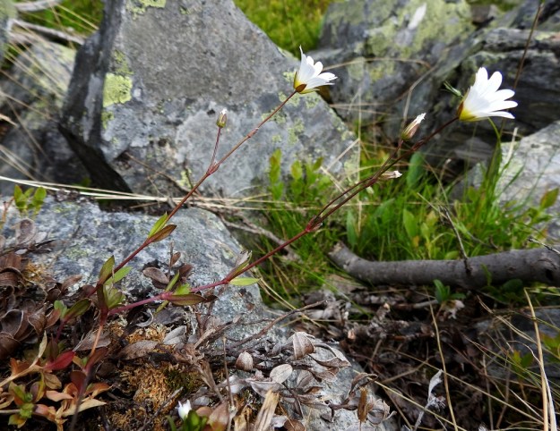 Cerastium alpinum subsp. glabratum - tunturihärkin subsp. kaljutunturihärkin kukintovarret ovat tavallisesti kohenevia. Versoissa on usein enemmän tai vähemmän sinipunaista väriä. EnL, Enontekiö, Kilpisjärvi, Kalottireitin varsi Iso-Mallan eteläisellä alarinteellä, rakkakivikon laiteessa, n. 150 m Kitsijoesta itään, 660 m mpy, 9.7.2018. Copyright Hannu Kämäräinen.