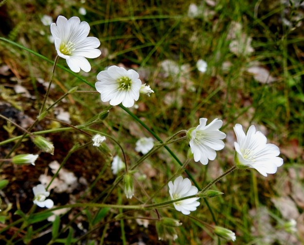 Cerastium alpinum subsp. alpinum - tunturihärkki subsp. karvatunturihärkki on kukinnoltaan harsu ja vähäkukkainen. Versoissa on yleisimmin 1-3 kukkaa. Joissakin kasvustoissa kukkia voi olla neljäkin. Kukkaperä on tavallisesti noin 1,5-3,5 cm pitkä. Ks, Kuusamo, koillisosa, Käylä, Oulankajoen eteläranta, Kiutaköngäs, rantakallio, 10.7.2019. Copyright Hannu Kämäräinen.