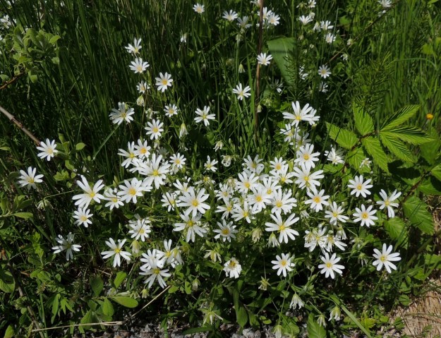 Rabelera holostea (Stellaria holostea) - kevättähtimön varret ovat erityisesti kasvustojen laidoilla, joissa apua ei ole muistakaan kasveista, usein kohenevia tai tuulen lakoonnuttamia. Tällöin varret alkavat juurehtia alemmista nivelistään. U, Hanko, Tvärminne, Tvärminneöhön vievän J. A. Palménintien laide metsikön reunassa, 30.5.2015. Copyright Hannu Kämäräinen.