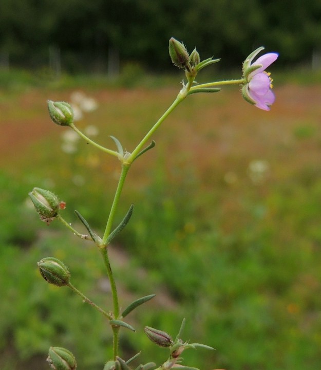 Spergularia rubra - punasolmukin kukat ovat yksittäin lehtihangoissa. Kukkaperän tyvellä oleva lehtipari on täysin varsilehtien kaltainen. Kukkaperällä on pituutta tavallisesti 5-10 mm. Nystykarvoitus lajilla vaihtelee. Kuvan kukintohaara ja lehdet ovat kaljut mutta kukkaperä ja verholehdet nystykarvaiset. Kukkien kehitys kodiksi on nopea. EH, Kouvola, Kuusankoski, Voikkaa, vanha, suurimmaksi osaksi pois käytöstä oleva ratapiha-alue Kuusaantien, Myllytien ja tehdasalueen kolmiossa, 28.7.2015. Copyright Hannu Kämäräinen.