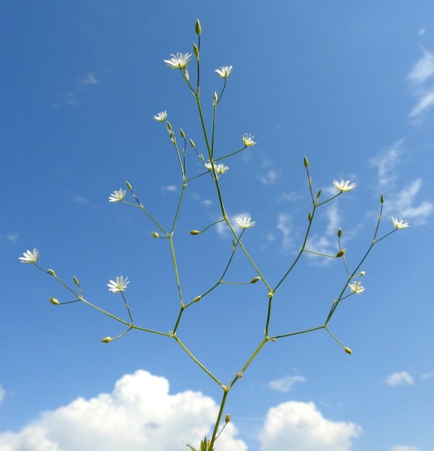 Stellaria graminea - heinätähtimön verso haaroo yleensä yläosastaan kaksihaaraisesti ja moninkertaisesti niin, että kukinto-osa on usein leveä ja runsaskukkainen mutta harsu. EH, Hämeenlinna, Loimalahti, Sampo, Sammonojantien varren niittyalue, 14.7.2018. Copyright Hannu Kämäräinen.