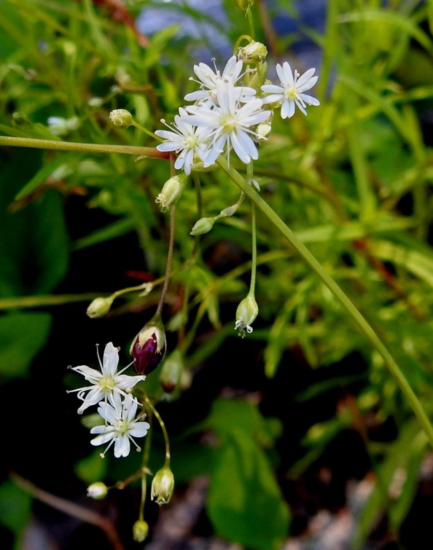 Stellaria longifolia - metsätähtimön pienten kukkien heteet ovat kutakuinkin terälehtien mittaiset. Kukkaperät pitenevät hedelmävaiheessa ja kääntyvät usein alaspäin. EH, Hämeenlinna, Vuorentaka, Lakeentien pohjoispäästä lähtevän pelto- ja metsätien laide hakkuuaukean kohdalla, 3.7.2019. Copyright Hannu Kämäräinen.