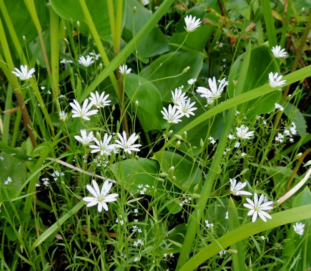 Stellaria palustris - luhtatähtimön kukkivat versot ovat yleensä 2-13-kukkaisia. Kukinnon haarat ja pitkät kukkaperät ovat usein hyvin hentoja. Kukintohaaroissa ei ole ollenkaan lehtiä tai niitä on hyvin vähän. EH, Hämeenlinna, Keinusaari, Varikonniemi, Vanajaveden vetinen luhtaranta pitkospuupolun varressa, 21.6.2013. Copyright Hannu Kämäräinen.