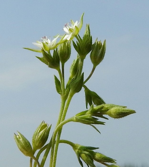 Arenaria serpyllifolia - mäkiarhon kukat ovat yksittäin lehtihangoissa ja lehtihankaisissa haaroissa. Ylimmätkin tukilehdet ovat vihreitä ja ylempien varsilehtien kaltaisia. Kukkaperä on tavallisesti noin 2-5 mm pitkä ja pitenee jonkin verran kukinnan jälkeen. Kehitys on nopea, sillä lehtihangassa ollut kukka on jo kotavaiheessa, kun samasta hangasta nousseen haaran kukka kukkii. EH, Janakkala, Harviala, taimistoalueen laita, 5.6.2019. Copyright Hannu Kämäräinen.