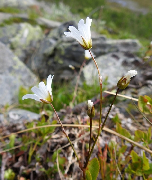 Cerastium alpinum subsp. glabratum - tunturihärkin subsp. kaljutunturihärkin kukinto on harsu ja tavallisesti 1-5-kukkainen. Kukkaperät ovat noin 1-3 cm pitkät. EnL, Enontekiö, Kilpisjärvi, Kalottireitin varsi Iso-Mallan eteläisellä alarinteellä, rakkakivikon laiteessa, n. 150 m Kitsijoesta itään, 660 m mpy, 9.7.2018. Copyright Hannu Kämäräinen.
