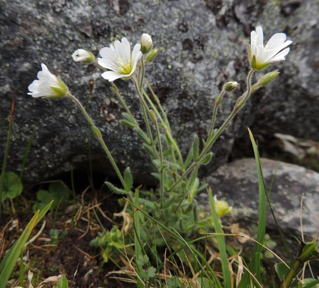 Cerastium alpinum subsp. lanatum - tunturihärkin subsp. villatunturihärkin kukinto on tavallisesti 1-4-kukkainen. Kukkaperä on yleensä noin 2-6 cm pitkä. EnL, Enontekiö, Kilpisjärvi, Saana, Saanan luoteisrinne, länsireuna pahtaseinämän päällä, rinnetöyräs, n. 730 m mpy, 17.7.2013. Copyright Hannu Kämäräinen.