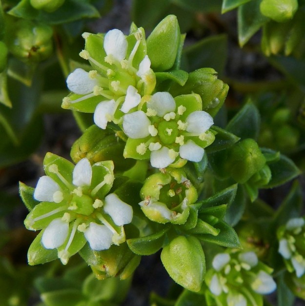 Honckenya peploides - suola-arhon hedekukissakin sikiäimet näyttävät varsin kookkailta ja kehittyneiltä, mutta emin luotit jäävät lyhyiksi ja kehittymättömiksi. Terälehdet ovat kuvan kukissa hieman verholehtiä lyhyemmät. U, Hanko, niemen eteläpuolen merenranta, Kolaviken, itälaita, Stora Tallholmenin hiekkakannksen tyvi, 18.6.2012. Copyright Hannu Kämäräinen.