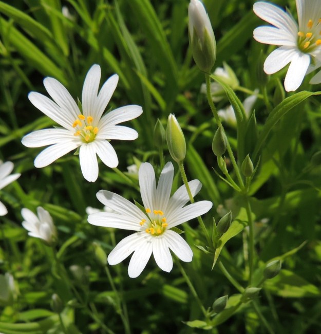 Rabelera holostea (Stellaria holostea) - kevättähtimön kukat ovat yksittäin haarojen päissä tai lehtihangoissa. Ne ovat noin 15-25 mm leveät. U, Hanko, Tvärminne, Tvärminneöhön vievän J. A. Palménintien laide metsikön reunassa, 30.5.2015. Copyright Hannu Kämäräinen.