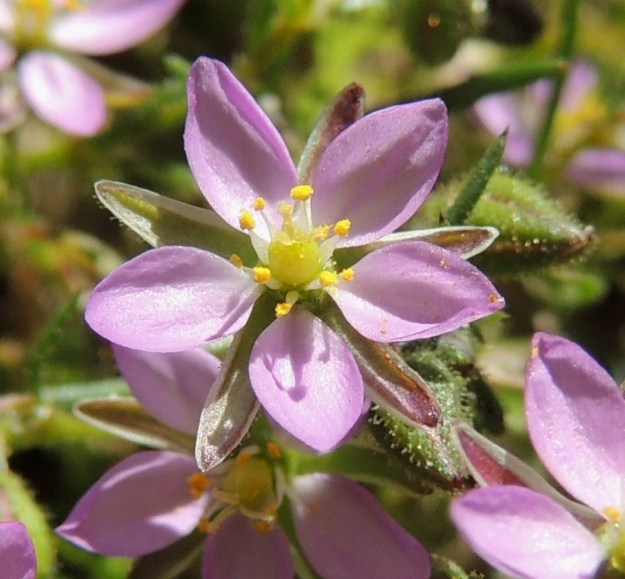 Spergularia rubra - punasolmukin kukka verholehtineen on yleensä läpimitaltaan noin 5-8 mm. Viisi terälehteä ovat noin verholehtien mittaiset tai hieman lyhyemmät ja kärkiosastaan kuvan tavoin soikeat tai seuraavan kuvan tavoin leveänsoikeat. Pituutta terälehdillä on noin 3-4 mm. OP Oulu, Toppila, Toppilan entisen aseman entinen ratapiha, YKJ 20.7.2013. Copyright Hannu Kämäräinen.