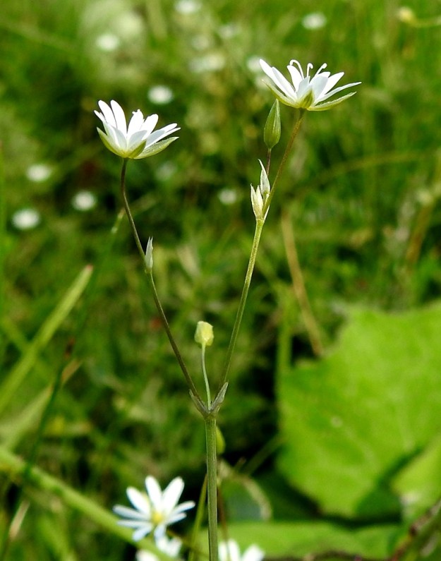 Stellaria graminea - heinätähtimön kukat ovat yksittäin haarojen kärjessä ja haarahangoissa. Haarojen tukilehdet ovat kalvomaiset. EH, Hämeenlinna, Loimalahti, Sampo, Sammonojantien varren niittyalue, 14.7.2018. Copyright Hannu Kämäräinen.