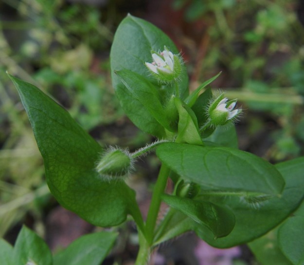 Stellaria media - pihatähtimön karvoitus on omanlaisensa. Varsi on toispuolisesti hapsikarvainen (näkyy myöhemmässä kuvassa). Lehtiruodit ovat hapsikarvaiset mutta lehdet kaljut. Kukkaperät ja verholehdet ovat yleensä tiheästi hapsikarvaiset ja myös nystykarvaiset. Kukat eivät aina avaudu täysin auki. EH, Hämeenlinna, Loimalahti, Hirsimäki, Näsiäntie, pihamaan kukkapenkki, 5.11.2011. Copyright Hannu Kämäräinen.