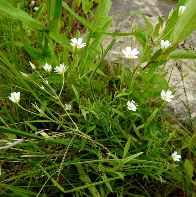 Stellaria palustris - luhtatähtimön kukinto-osa on tavallisesti enintään 2-3 kertaa peräkkäin haarova. OP, Oulu, Haukipudas, Martinniemi, Kilpukkaperä, Villenniemen pohjoispuolinen rantaniittyalue, 9.7.2019. Copyright Hannu Kämäräinen.