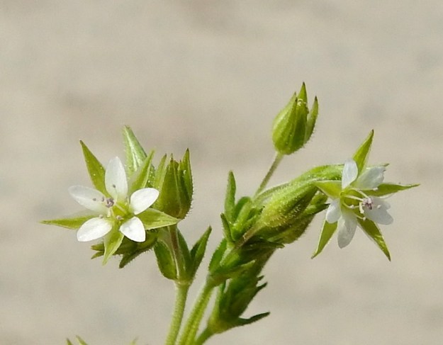 Arenaria serpyllifolia - mäkiarhon kukka on verhiöineen läpimitaltaan yleensä noin 5-8 mm. Verholehdet ovat kapean kolmiomaiset ja pitkäkärkiset sekä vihreät ja kalvolaitaiset. Ne ovat myös näkyvästi kolmisuoniset, ulkopinnaltaan lyhytkarvaiset ja nystykarvaiset sekä tavallisesti noin 3-4 mm pitkät. Terälehdet ovat valkoiset ja soikeat sekä yleensä noin 2-3,5 mm pitkät ja selvästi kehälehtiä lyhyemmät. EH, Janakkala, Harviala, taimistoalueen laita, 5.6.2019. Copyright Hannu Kämäräinen.