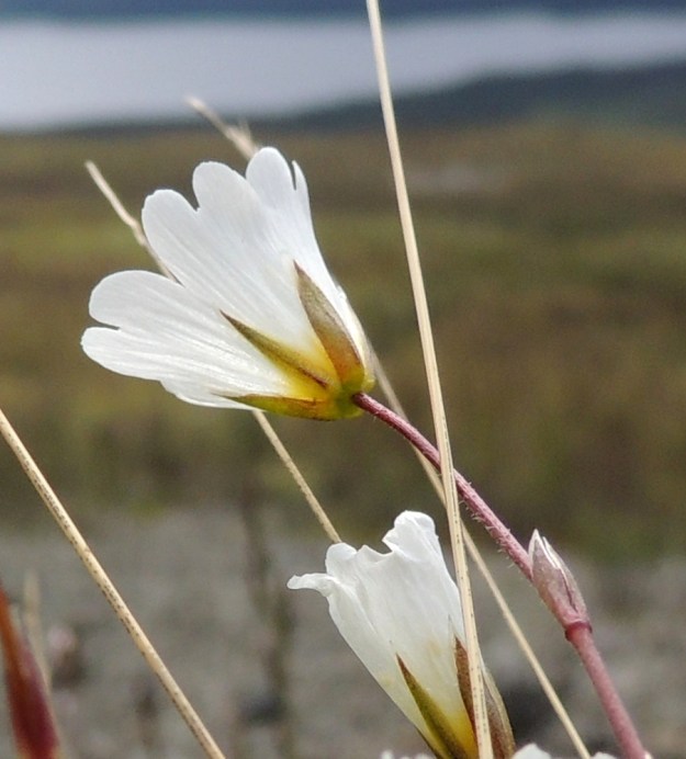 Cerastium alpinum subsp. glabratum - tunturihärkki subsp. kaljutunturihärkki on useimmiten nimensä mukaisesti karvaton. Joissakin kasvustoissa kuitenkin varsissa ja kukkaperissä voi olla vähäistä, lyhyttä karvoitusta. EnL, Enontekiö, Kilpisjärvi, Kalottireitin varsi Iso-Mallan eteläisellä alarinteellä, n. 50 m Kitsijoesta itään , 650 m mpy, 19.7.2013. Copyright Hannu Kämäräinen.