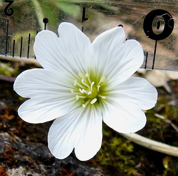Cerastium alpinum subsp. alpinum - tunturihärkin subsp. karvatunturihärkin hieman kellomaiseksi jäävän kukan läpimitta vaihtelee yleensä välillä 15-20 mm (kuvassa 20 mm). Heteitä on kymmenen ja emin vartaloita ja luotteja viisi. Ks, Kuusamo, koillisosa, Käylä, Oulankajoen eteläranta, Kiutaköngäs, rantakallio, 10.7.2019. Copyright Hannu Kämäräinen.