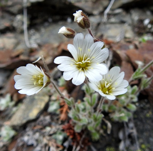 Cerastium alpinum subsp. lanatum - tunturihärkin subsp. villatunturihärkin kukka on yleensä avoimen kellomainen ja läpimitaltaan tavallisesti noin 15-20 mm. Terälehtiä on viisi ja ne ovat valkoiset, tyveltään keltaiset, laajat ja hieman limittäiset sekä yleensä 9-15 mm pitkät. Niiden kärki on matalasti lovipäinen. Keskimmäinen kukka on poikennut hieman ruodusta ja kasvattanut erilaisen kuudennen terälehden. EnL, Enontekiö, Kilpisjärvi, Saanan lounainen rinne, retkeilykeskuksen kohdalla, ensimmäinen, matala pahtaseinämä tunturikoivikkorinteessä , n. 600 m mpy, 5.7.2018. Copyright Hannu Kämäräinen.