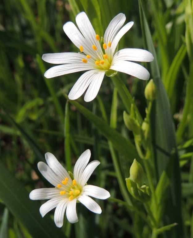 Rabelera holostea (Stellaria holostea) - kevättähtimön kukassa on viisi valkoista ja noin 10-17 mm pitkää terälehteä, jotka ovat päästään noin puoleen väliin saakka kaksiliuskaiset. EH, Hattula, Metsänkylä, Vanajaveden Metsänkylänlahden kynäjalavalehdon koillispuolisen niittyketoalueen reuna lehtometsän laidassa, 17.5.2014. Copyright Hannu Kämäräinen.