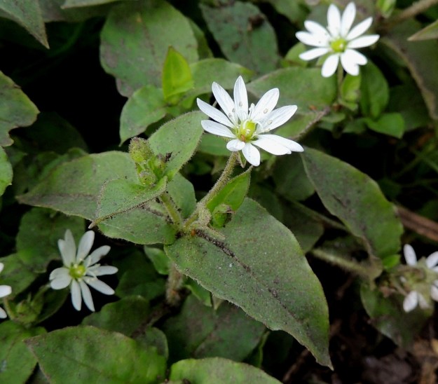 Stellaria aquatica (Myosoton aquaticum) - vadan kaikki lehdet ovat vastakkaiset ja ylempänä nystykarvalaitaiset. Kukan emiö on pulleahko ja vihreä. Kukkavarsien muut lehdet ovat ruodittomat ja puikeat tai soikeat. EH, Hämeenlinna, Ojoinen, Paroinen, jätevedenpuhdistamon kompostiauma-alue, itälaita, tieuran vierus, 25.9.2016. Copyright Hannu Kämäräinen.