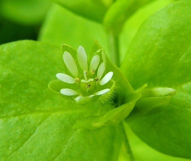Stellaria media - pihatähtimön valkoiset terälehdet ovat lähes tyveen saakka kaksiliuskaiset ja tavallisesti 2-4 mm pitkät. Heteitä on tavallisimmin 3-5 ja emi on 3-luottinen. EH, Hämeenlinna, Loimalahti, Hirsimäki, Näsiäntie, pihamaan kukkapenkki, 20.6.2014. Copyright Hannu Kämäräinen.