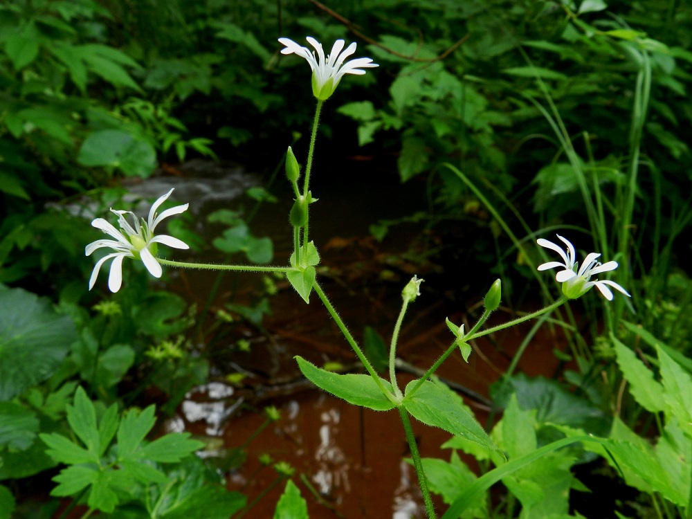 Stellaria nemorum - lehtotähtimön kukat ovat yksittäin versohaarojen kärjissä tai lehtihangoissa. Haarat ja kukkaperät ovat tiheästi hapsi- ja nystykarvaiset. Kukkaperällä on pituutta tavallisesti 1,5-4,5 cm. EH, Ruovesi, Siikakangas, Röykkeenneva, pieni lähteikkösuo, Pärjänlähteiltä tulevan puron laiteet, 1.7.2011. Copyright Hannu Kämäräinen.