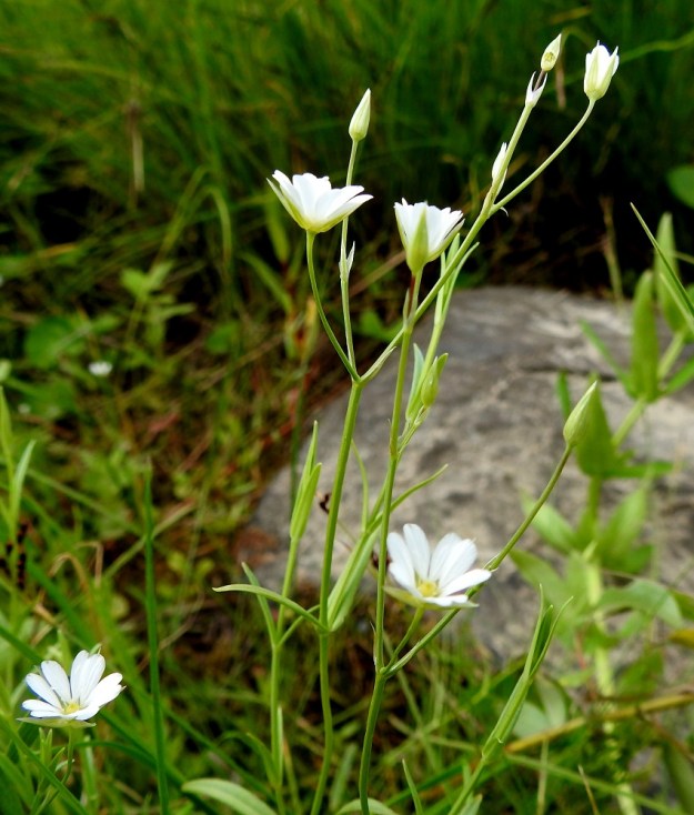 Stellaria palustris - luhtatähtimön kukat ovat yksittäin haarojen kärjessä tai hangoissa. Kukkaperä on yleensä noin 2,5-5 cm pitkä. OP, Oulu, Haukipudas, Martinniemi, Kilpukkaperä, Villenniemen pohjoispuolinen rantaniittyalue, 9.7.2019. Copyright Hannu Kämäräinen.