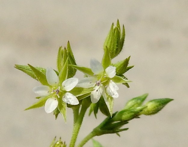 Arenaria serpyllifolia - mäkiarhon kukassa on 10 hedettä. Molemmissa kuvan kukissa viisi niiden sinipunaisista ponsista näkyy terälehtien tyven päällä ja toiset viisi on yhtenäisenä ryhmänä kukan keskellä. Useimmiten emin vartaloita ja luotteja on 3, harvemmin 4-5. Kuvan vasemmassa kukassa sivulle harittavia luotteja on neljä. EH, Janakkala, Harviala, taimistoalueen laita, 5.6.2019. Copyright Hannu Kämäräinen.