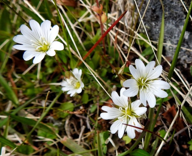Cerastium alpinum subsp. glabratum - tunturihärkin subsp. kaljutunturihärkin kukka on läpimitaltaan tavallisesti noin 15-20 mm. Terälehdet ovat valkoiset, tyveltään keltaiset, laajat ja matalasti lovipäiset sekä. yleensä 9-15 mm pitkät. Heteitä on 10 ja emin vartaloita ja luotteja 5. EnL, Enontekiö, Kilpisjärvi, Saanan koillispuoli, Saanajärven luoteispäästä nouseva korkea harjanne, kivikkoinen paljakkarinne, 720 m mpy, 6.7.2018. Copyright Hannu Kämäräinen.