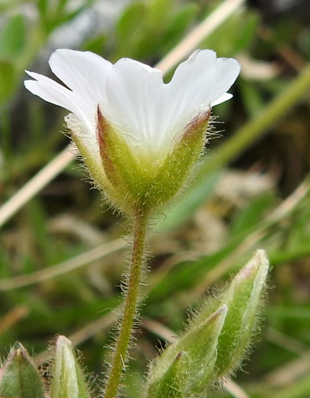 Cerastium alpinum subsp. alpinum - tunturihärkin subsp. karvatunturihärkin kukkaperä ja verholehdet ovat tiheästi nysty- ja hapsikarvaiset. Seassa voi olla vähemmistönä myös pitempiä ja kähärämpiä villakarvoja, joita kuvan yksilössä on vain muutama. Verhiön tyvi on pyöreähkö tai toisinaan kulmikas. Verholehdet ovat suikeahkot ja enimmillään 0,3 mm leveästi kalvolaitaiset sekä noin 4-9 mm pitkät. EnL, Enontekiö, Kilpisjärvi, Saanan jyrkkä, kivikkoinen NE-rinne pahtaseinämän alapuolella, Saanajärven luoteispään kohdalla, 800 m mpy, 6.7.2018. Copyright Hannu Kämäräinen.