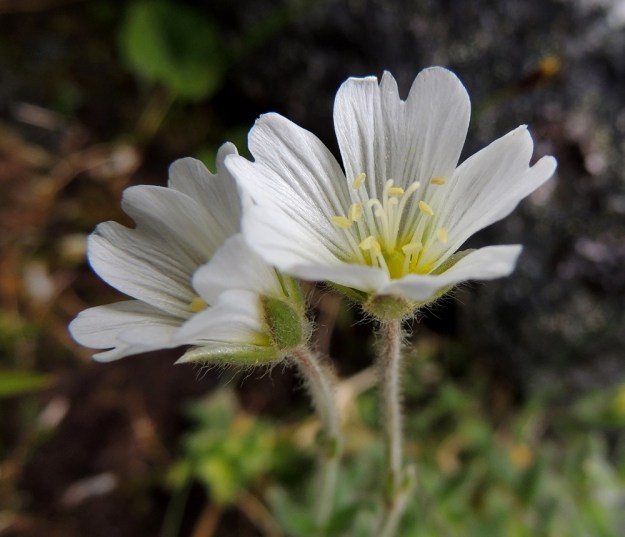 Cerastium alpinum subsp. lanatum - tunturihärkin subsp. villatunturihärkin kukassa on kymmenen hedettä ja emissä on viisi vartaloa ja luottia. EnL, Enontekiö, Kilpisjärvi, Saana, Saanan luoteisrinne, länsireuna pahtaseinämän päällä, rinnetöyräs, n. 730 m mpy, 17.7.2013. Copyright Hannu Kämäräinen.