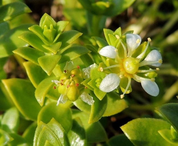 Honckenya peploides - suola-arhon kukassa on 5 tai harvoin 6 terälehteä. Ne ovat valkoiset, ehyet, lusikkamaiset ja pyöreäpäiset sekä aika kaukana toisistaan. Hedekukassa ne ovat noin 3,5-6 mm pitkät. OP, Oulu, Oulunsalo, Pajuniemi, Riuttu, Hailuodon lauttarannan läheinen merenrantahietikko, 17.7.2015. Copyright Hannu Kämäräinen.