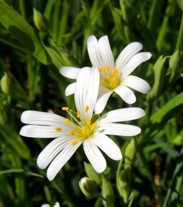Rabelera holostea (Stellaria holostea) - kevättähtimö 17.5.2014 EH, Hattula, Metsänkylä, Vanajaveden Metsänkylänlahden kynäjalavalehdon NE-puolinen niittyketoalue metsän laidassa, YKJ 6772905:3361699. Kuva Hannu Kämäräinen.
