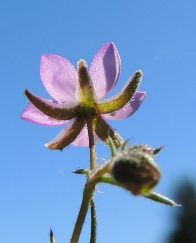 Spergularia rubra - punasolmukin verholehdet ovat erilliset, puikeat, vihreät ja kalvolaitaiset sekä pinnaltaan kuvan tavoin nystykarvaiset tai harvemmin kaljut. Pituutta niillä on noin 3-4,5 mm. OP Oulu, Toppila, Toppilan entisen aseman entinen ratapiha, YKJ 20.7.2013. Copyright Hannu Kämäräinen.